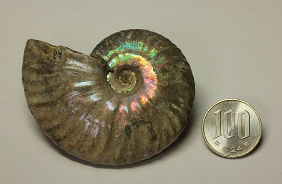 あらゆる色で輝くマダガスカル産ホワイトアンモナイト(その14)