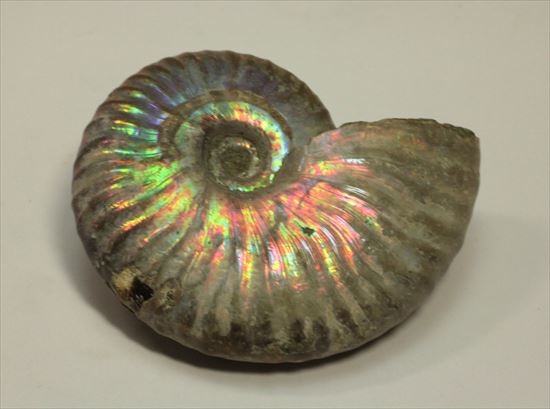 マダガスカル産アンモナイト(Ammonite)