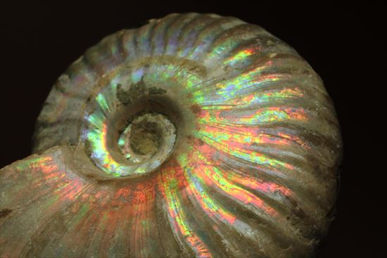 マダガスカル産アンモナイト(Ammonite)