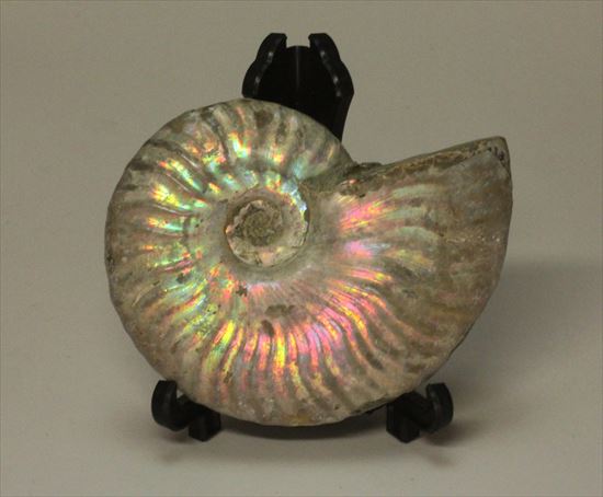 マダガスカル産アンモナイト(Ammonite)