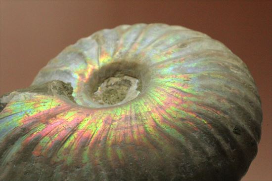 イリデッセンス(iridescence)と縫合線が一度に楽しめる!パールピンクが春らしい、光るアンモナイト(その15)