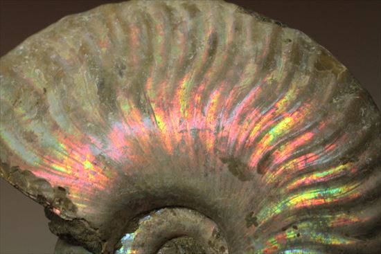 マダガスカル産アンモナイト(Ammonite)画像
