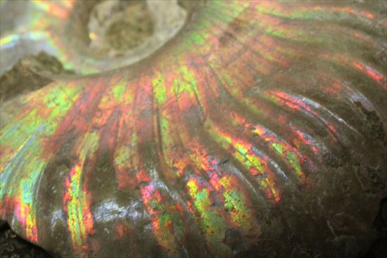 イリデッセンス(iridescence)と縫合線が一度に楽しめる!パールピンクが春らしい、光るアンモナイト(その5)