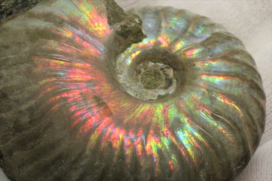 イリデッセンス(iridescence)と縫合線が一度に楽しめる!パールピンクが春らしい、光るアンモナイト(その9)