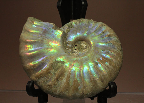 マダガスカル産アンモナイト(Ammonite)