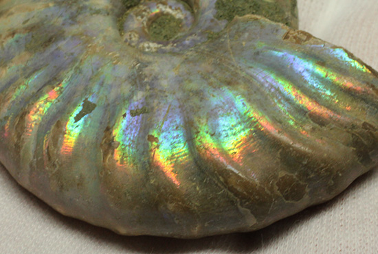 マダガスカル産アンモナイト(Ammonite)