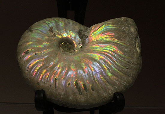 マダガスカル産アンモナイト（Ammonite）