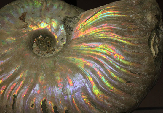 マダガスカル産アンモナイト（Ammonite）