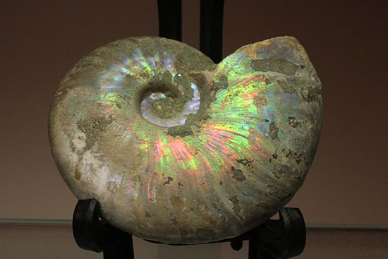 マダガスカル産アンモナイト（Ａｍｍｏｎｉｔｅ）