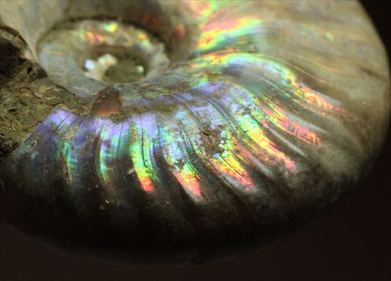 マダガスカル産光るアンモナイト(Ammonite)画像