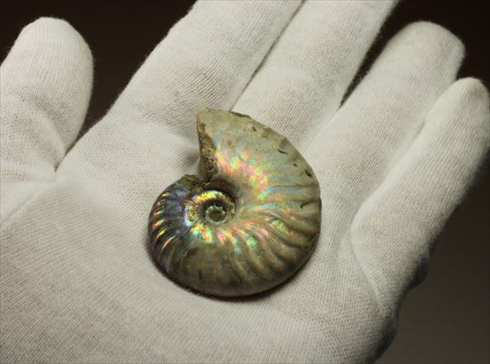 マダガスカル産アンモナイト(Ammonite)