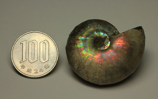 ビビッドなピンクが眩しい!丸みを帯びたマダガスカル産ホワイトアンモナイト(その14)