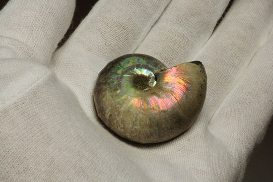 ビビッドなピンクが眩しい!丸みを帯びたマダガスカル産ホワイトアンモナイト(その8)