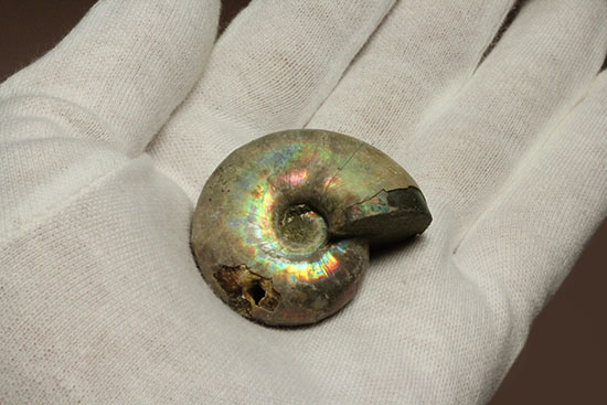 ビビッドなピンクが眩しい!丸みを帯びたマダガスカル産ホワイトアンモナイト(その9)