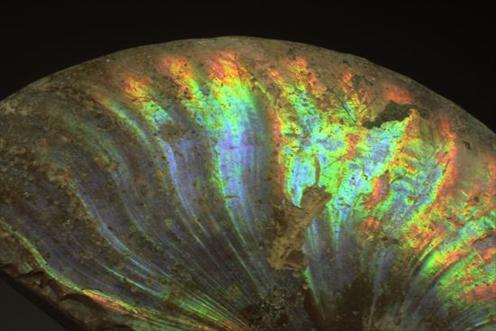 幻想的な味わい、美しいイリデッセンス(iridescence)を有するマダガスカル産ホワイトアンモナイト(その11)