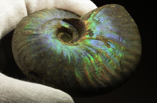 幻想的な味わい、美しいイリデッセンス(iridescence)を有するマダガスカル産ホワイトアンモナイト(その13)