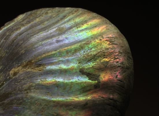 幻想的な味わい、美しいイリデッセンス(iridescence)を有するマダガスカル産ホワイトアンモナイト(その14)