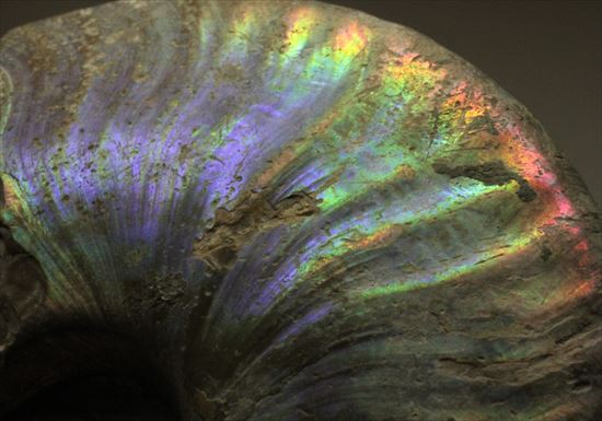 幻想的な味わい、美しいイリデッセンス(iridescence)を有するマダガスカル産ホワイトアンモナイト(その15)