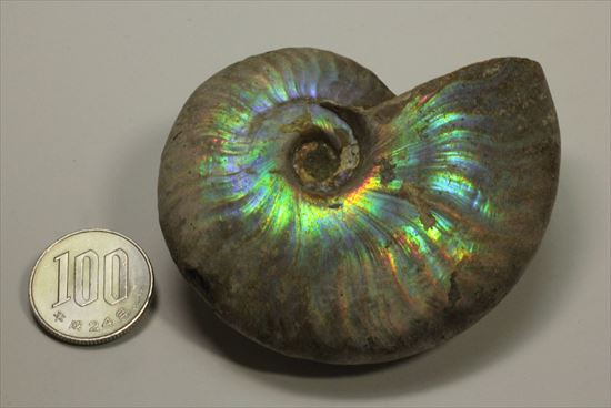 幻想的な味わい、美しいイリデッセンス(iridescence)を有するマダガスカル産ホワイトアンモナイト(その16)