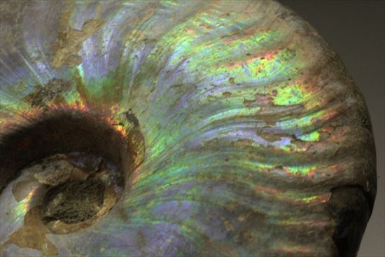 幻想的な味わい、美しいイリデッセンス(iridescence)を有するマダガスカル産ホワイトアンモナイト(その6)