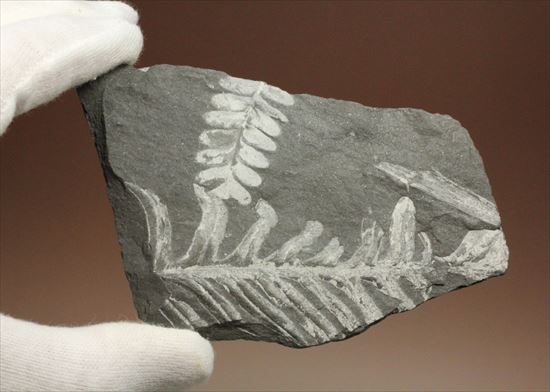 かたちがはっきり分かるシダ植物化石(Fern)（その2）