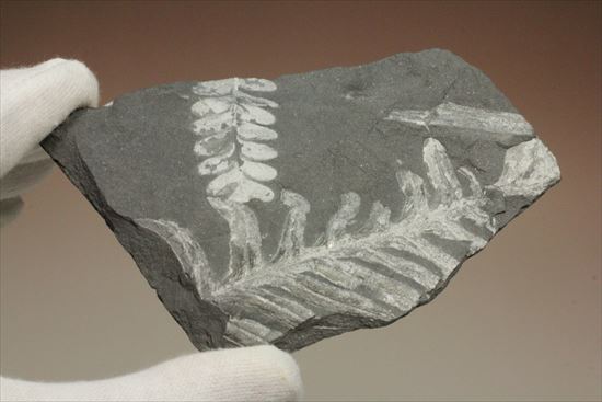 かたちがはっきり分かるシダ植物化石(Fern)（その5）