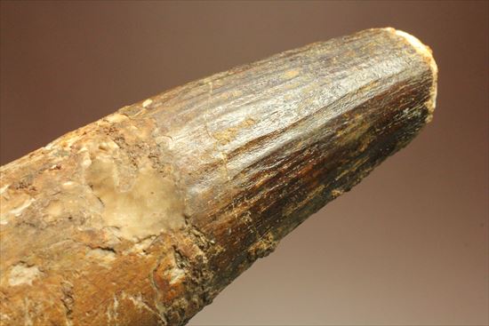 極厚、激重(150gオーバー)で抜群の存在感!これぞスピノサウルスの巨大歯化石(Spinosaurus)(その10)