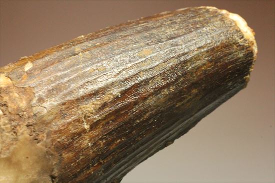 極厚、激重(150gオーバー)で抜群の存在感!これぞスピノサウルスの巨大歯化石(Spinosaurus)(その11)