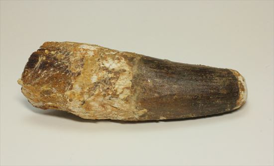 極厚、激重(150gオーバー)で抜群の存在感!これぞスピノサウルスの巨大歯化石(Spinosaurus)(その12)