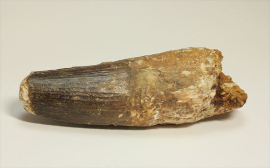極厚、激重(150gオーバー)で抜群の存在感!これぞスピノサウルスの巨大歯化石(Spinosaurus)(その13)