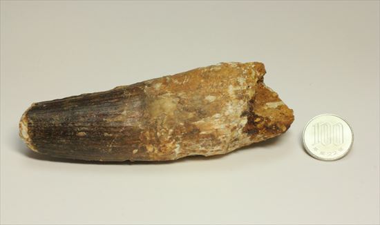 極厚、激重(150gオーバー)で抜群の存在感!これぞスピノサウルスの巨大歯化石(Spinosaurus)(その14)