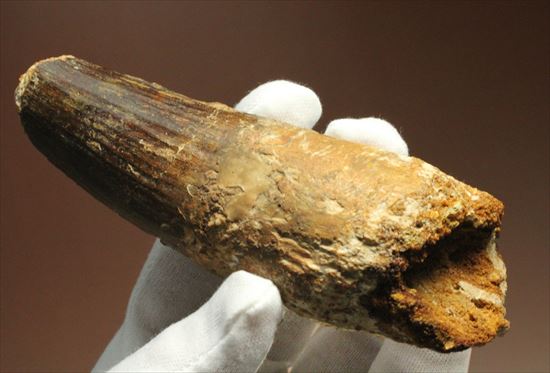 極厚、激重(150gオーバー)で抜群の存在感!これぞスピノサウルスの巨大歯化石(Spinosaurus)(その2)