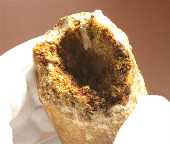 極厚、激重(150gオーバー)で抜群の存在感!これぞスピノサウルスの巨大歯化石(Spinosaurus)(その3)