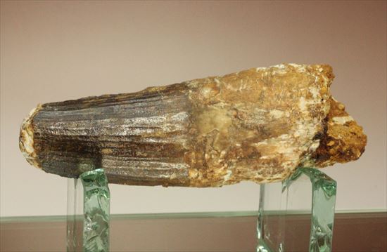 極厚、激重(150gオーバー)で抜群の存在感!これぞスピノサウルスの巨大歯化石(Spinosaurus)(その4)