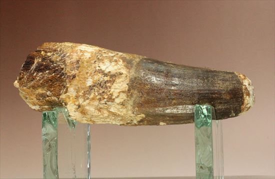 極厚、激重(150gオーバー)で抜群の存在感!これぞスピノサウルスの巨大歯化石(Spinosaurus)(その5)
