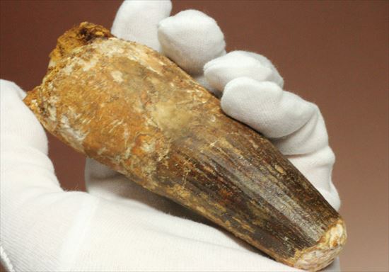 極厚、激重(150gオーバー)で抜群の存在感!これぞスピノサウルスの巨大歯化石(Spinosaurus)(その6)