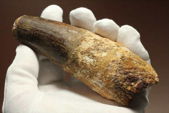 極厚、激重(150gオーバー)で抜群の存在感!これぞスピノサウルスの巨大歯化石(Spinosaurus)(その8)