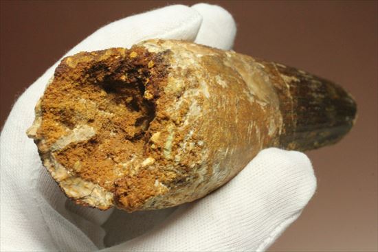 極厚、激重(150gオーバー)で抜群の存在感!これぞスピノサウルスの巨大歯化石(Spinosaurus)(その9)