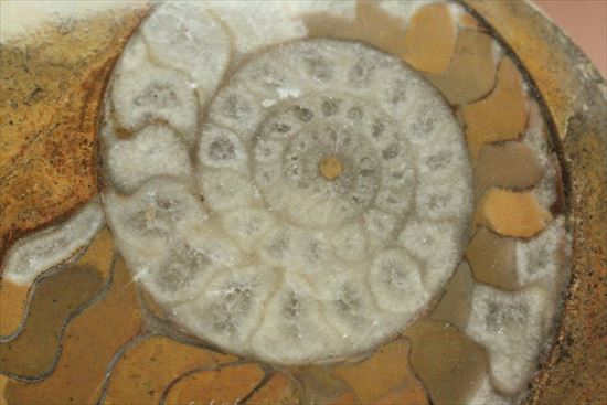 明るい茶色、幾何学模様が楽しいゴニアタイト(その10)