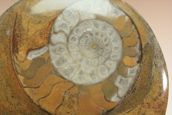 明るい茶色、幾何学模様が楽しいゴニアタイト(その9)