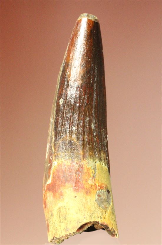 保存状態の良さが際立つ!スピノサウルスの歯化石(Spinosaurus)(その1)