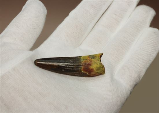 保存状態の良さが際立つ!スピノサウルスの歯化石(Spinosaurus)(その11)