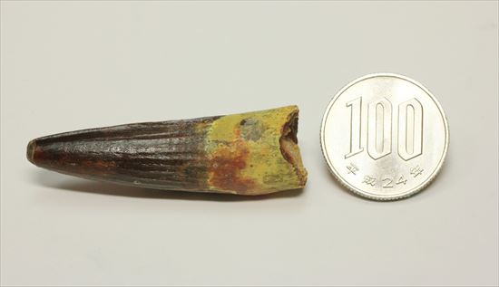 保存状態の良さが際立つ!スピノサウルスの歯化石(Spinosaurus)(その12)