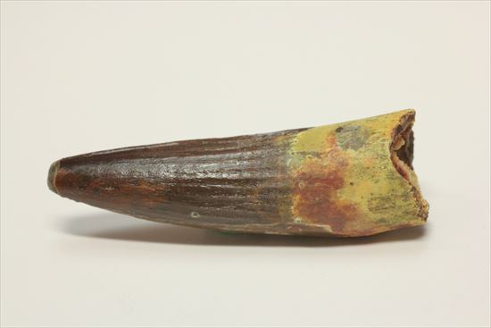 保存状態の良さが際立つ!スピノサウルスの歯化石(Spinosaurus)(その3)