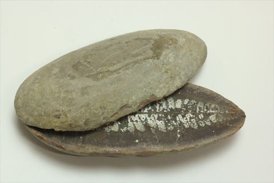 マッドボール型、石炭を原料となるはずだった古代のシダ植物化石（ノジュール標本）（その4）