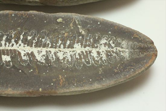 マッドボール型、石炭を原料となるはずだった古代のシダ植物化石（ノジュール標本）（その6）