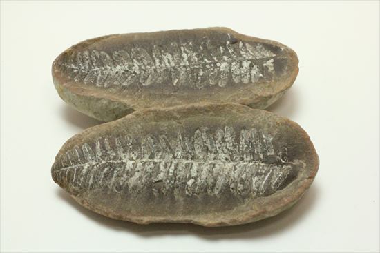 古代の植生を封印したノジュール標本。開けると・・・。(その1)