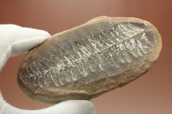 古代の植生を封印したノジュール標本。開けると・・・。(その10)