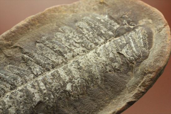 古代の植生を封印したノジュール標本。開けると・・・。(その11)