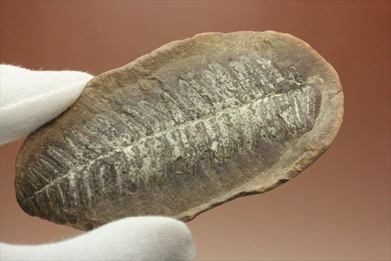 古代の植生を封印したノジュール標本。開けると・・・。(その12)